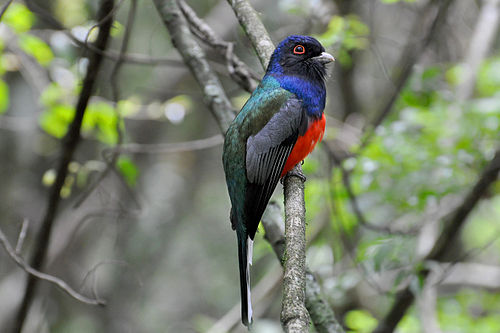 Surucua trogon